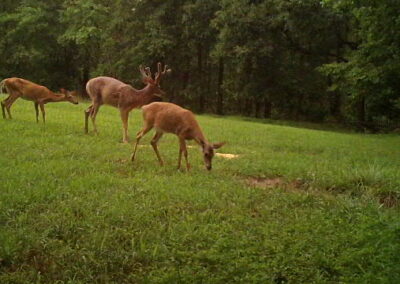 Deer in the field in Maryland